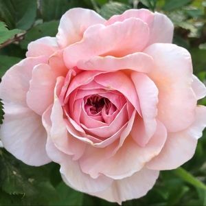 Meet your Posher, Yuna